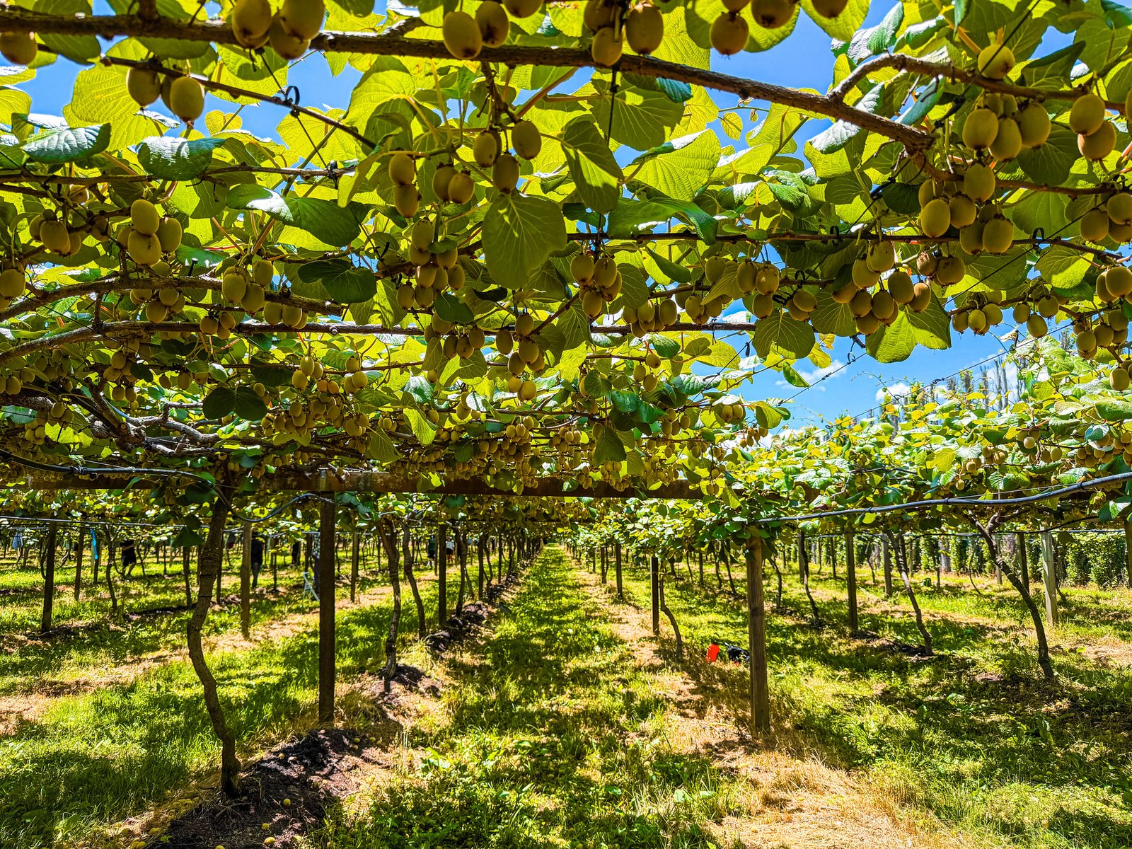 our orchard.